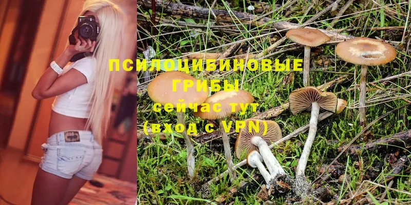 Псилоцибиновые грибы Magic Shrooms  магазин продажи наркотиков  мориарти какой сайт  Почеп 